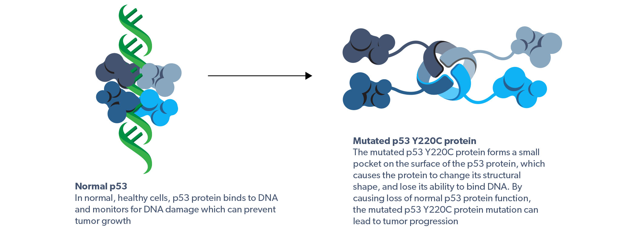 Normal p53 and Y220C mutation