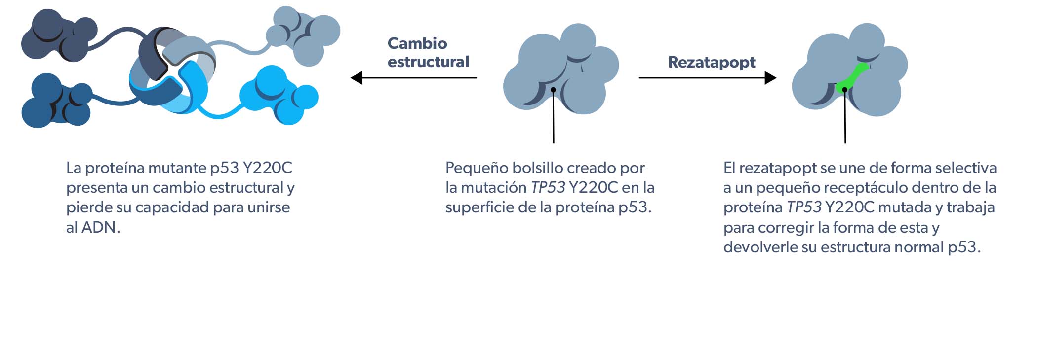 PC14586 mechanism of action
