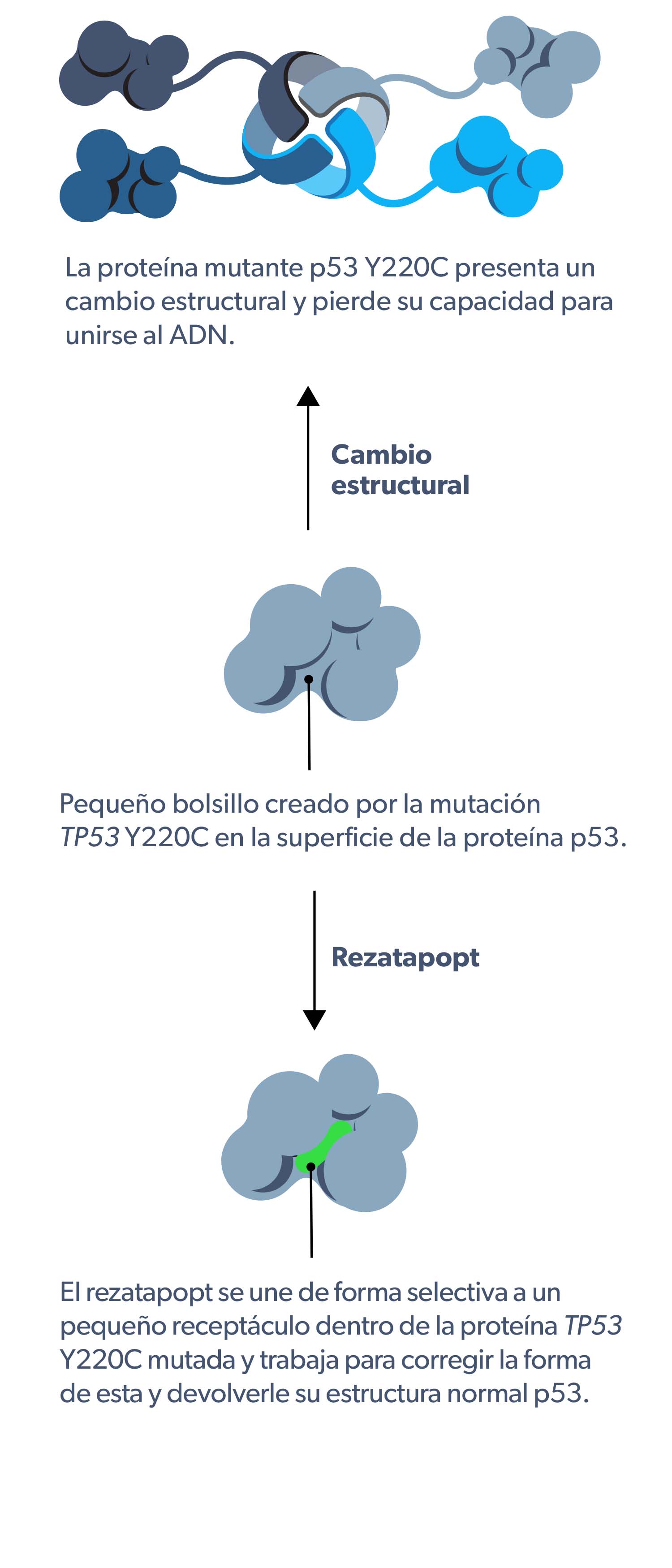 PC14586 mechanism of action