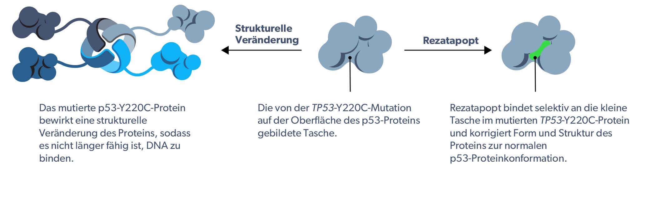 PC14586 mechanism of action