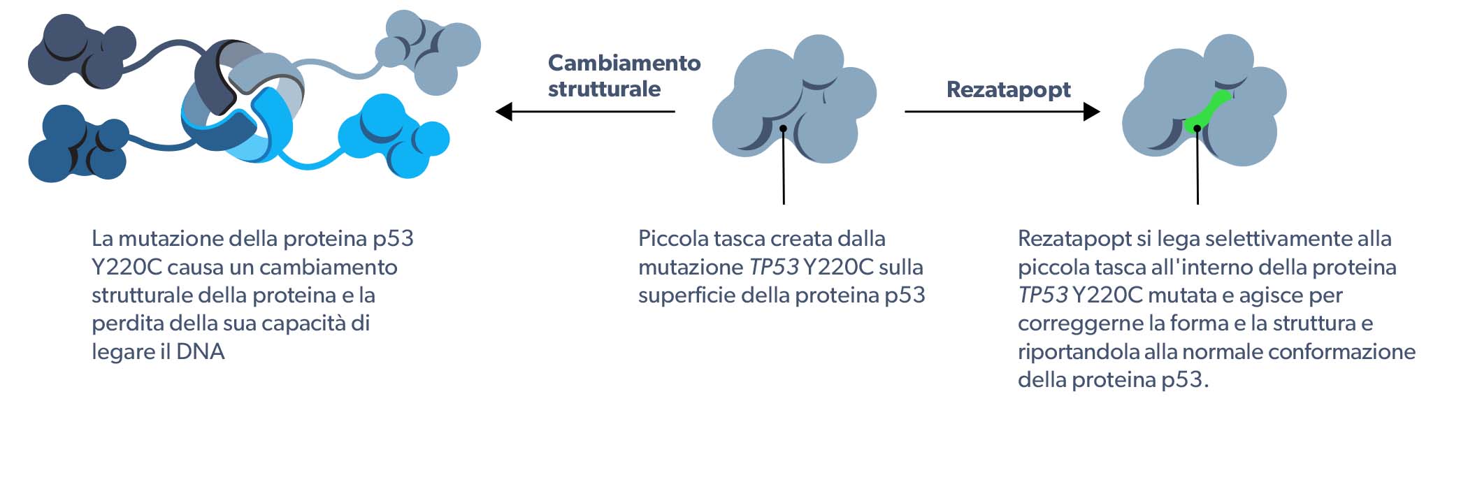 PC14586 mechanism of action