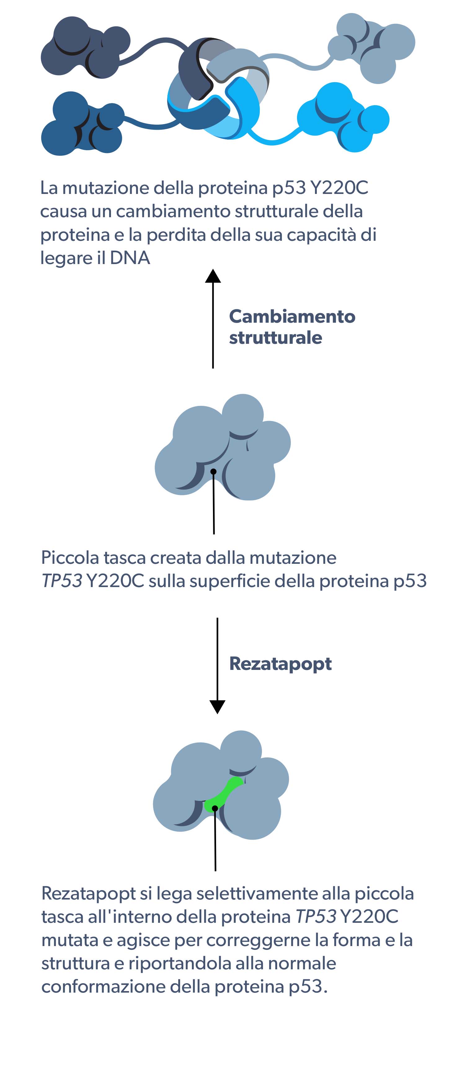 PC14586 mechanism of action