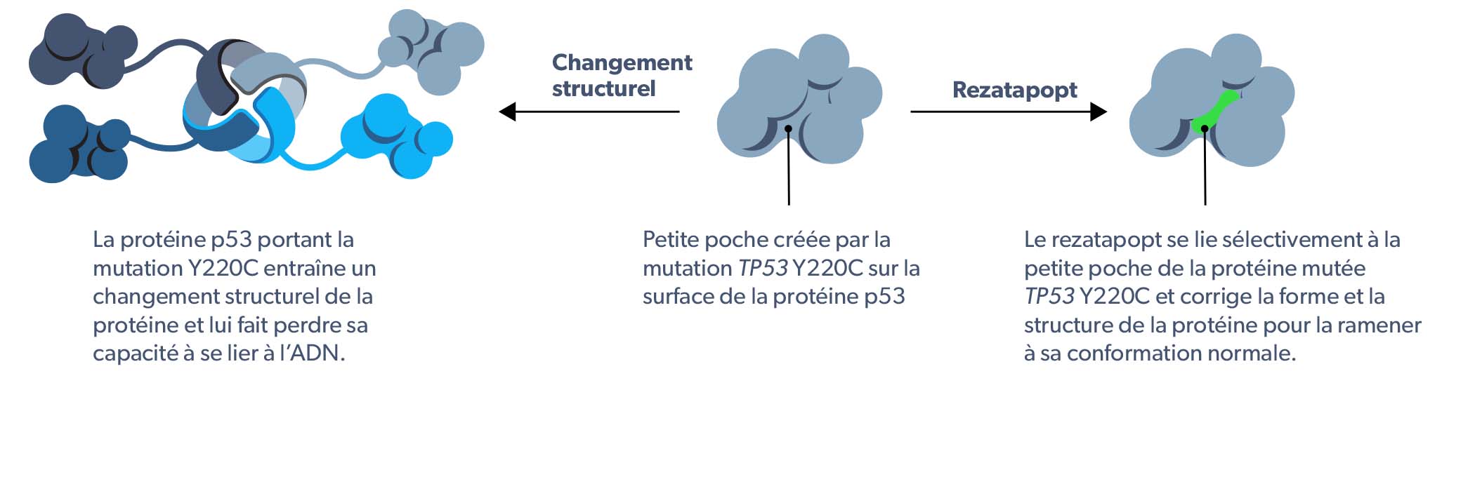 PC14586 mechanism of action