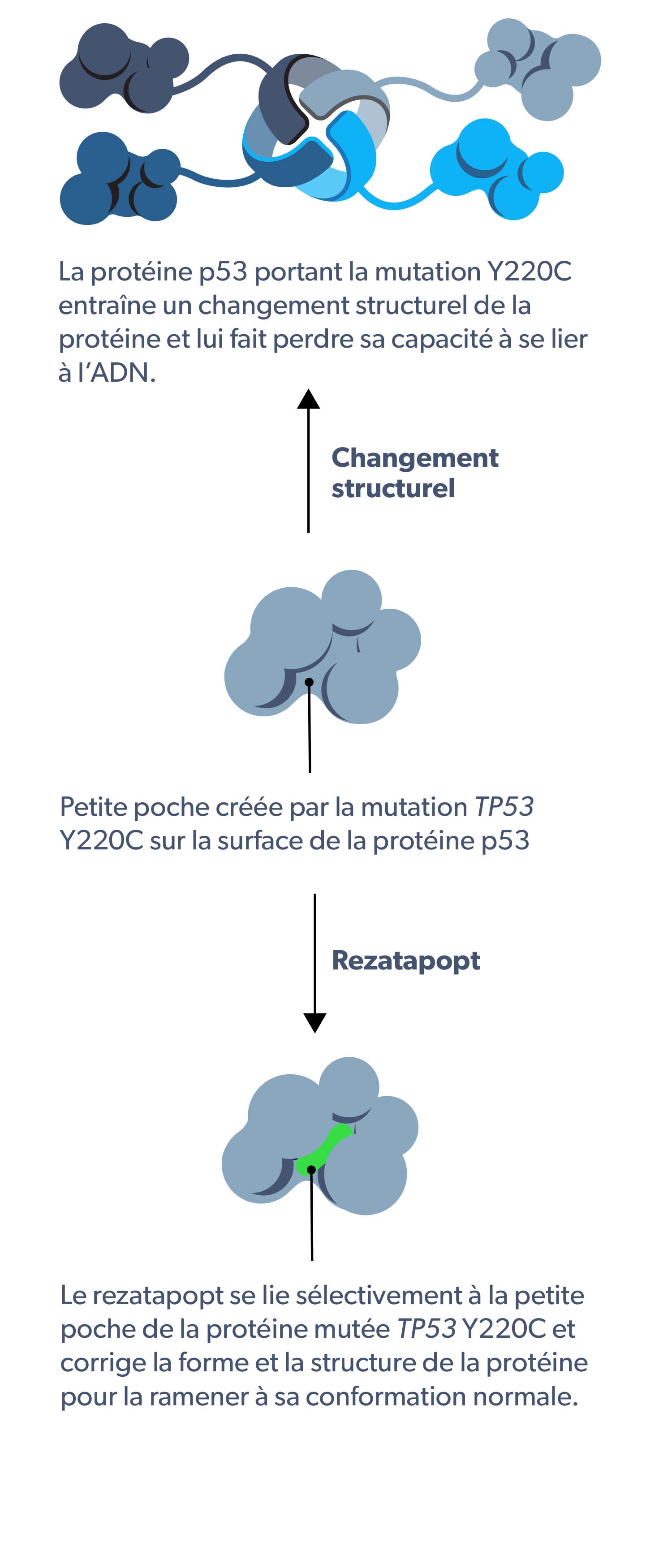 PC14586 mechanism of action