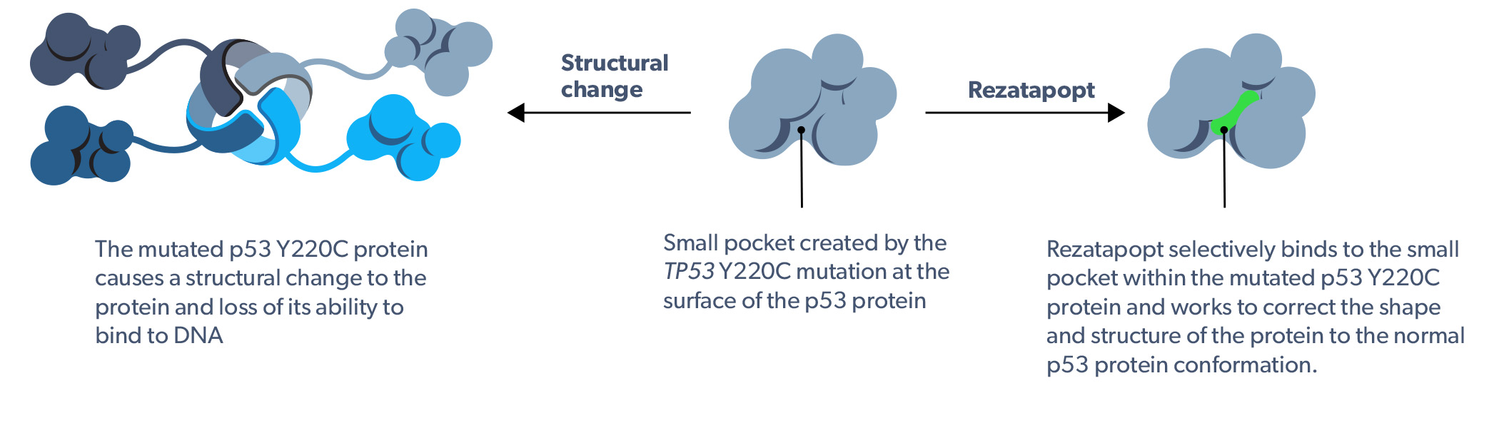 Rezatapopt mechanism of action