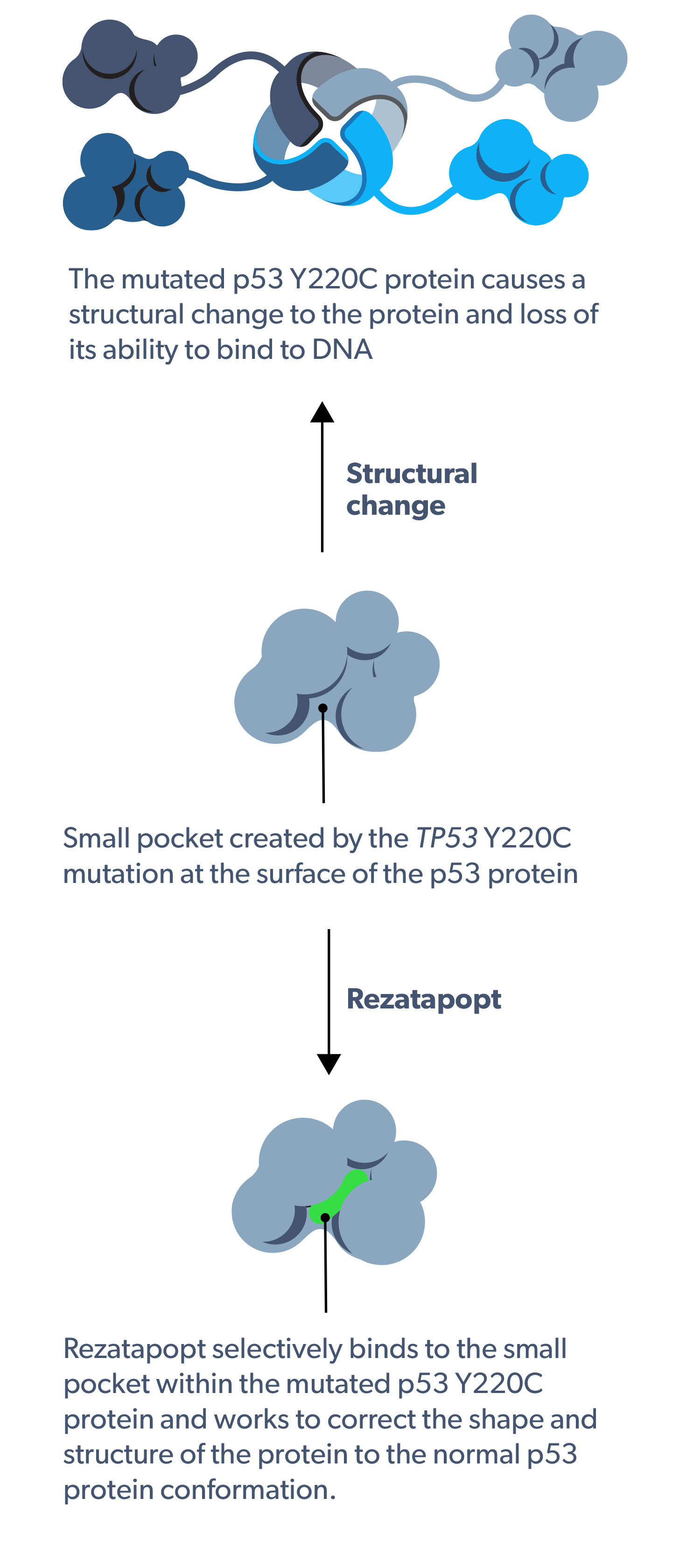 rezatapopt mechanism of action