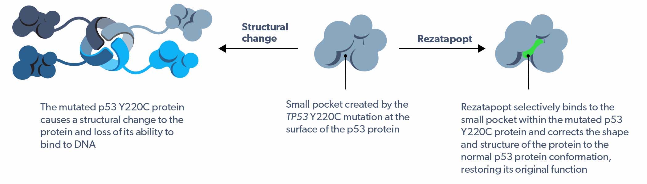 PC14586 mechanism of action